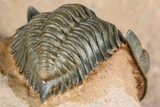 Pseudocryphaeus (Cryphina) Trilobite - Lghaft, Morocco #368583-4